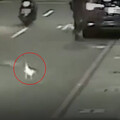 寵物鵝散步闖車道差點出事 飼主未繫牽繩遭警開罰