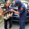 迷路黑柴誤上陌生機車不肯下來 警靠「饅頭」名牌助牠回家