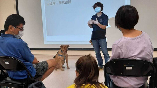 市犬淪浪犬1/前新竹市府代言犬結局這樣! 棕棕遭遺棄重回收容所