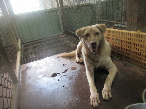 市犬淪浪犬1/前新竹市府代言犬結局這樣! 棕棕遭遺棄重回收容所