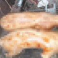 移工賣狗肉1／直擊出售活體狗肉！小黑脖子有項圈 他見警光腳狂奔