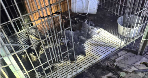 獨/狗屍遍地!竹縣驚爆狗園關籠活活餓死狗 現場搜查竟見百包狗糧