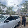 楊柳颱風狂風吹翻榕樹 5輛轎車遭砸車主喊衰