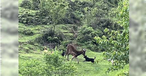 愛心壞事2／抓到必罰！陽明山餵狗成災 硫磺谷監測不到野生動物蹤跡