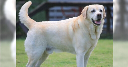 主人捲感情糾紛最萌警犬IG突關版 「網友超擔憂」福星最新狀況曝光