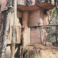 逃逸移工變山老鼠！盜伐價值2500萬扁柏 「神木將枯死」護林員心痛