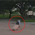 粉色行李箱藏婆婆遺體！媳婦獨居照護釀命案 她供稱「怕被怪」尪不在國內成關鍵