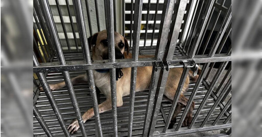 基隆郵差送信遭家犬「咬斷手指」 中華郵政回應了