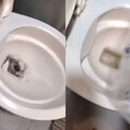 泰女報復男友「丟10隻倉鼠沖馬桶」引起公憤 法院判決出爐