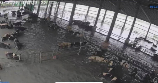 馬太鞍溪堰塞湖潰決成災 百頭乳牛遭洪吞沒牧場損失慘重