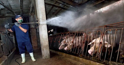 台中爆非洲豬瘟！豬農涉登載不實文書遭羈押禁見