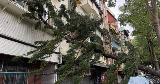 快訊／北投立農公園路樹倒塌 橫躺巷弄阻通行
