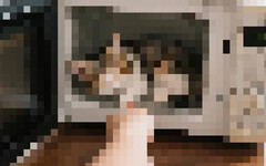 自曝「微波爐虐貓」高雄男還囂張PO網炫耀 領養5貓全失蹤動保處將開罰