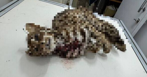 台中移工殺貓剝皮還獵殺石虎 主嫌持槍瞄警、逃竄山區行徑惡劣