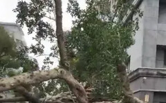 快訊/碰！北市仁愛路四段「大榕樹突倒塌」 82歲婦急送醫、BMW遭砸凹