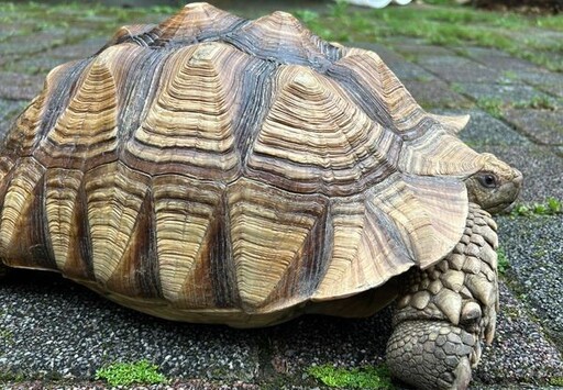 竹北菜園驚見保育類「蘇卡達象龜」 疑頑皮蹺家迷路了