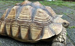 竹北菜園驚見保育類「蘇卡達象龜」 疑頑皮蹺家迷路了