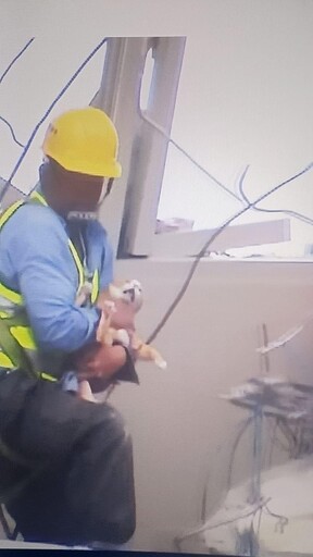 快訊/康老師的橘貓救到了！「表情驚恐」癱躺搜救員懷中 已送動物醫院觀察