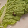 壽司藏「活蛞蝓」！「全世界第一例」發生在台灣 醫：爬過的蔬菜都有風險