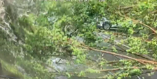 快訊/北科大近20公尺路樹倒塌「畫面直擊」！1學生被壓傷、汽車也被波及