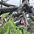 大雷雨炸不停！台南新市「超巨鳳凰木倒塌」 2車慘遭壓爛畫面曝光