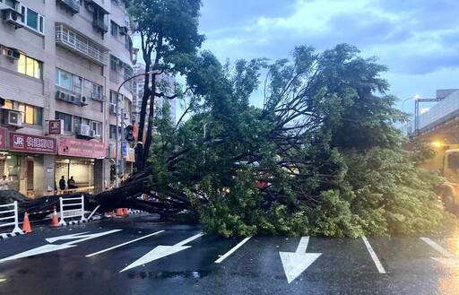 快訊/驚恐瞬間曝！板橋10米高巨樹倒塌砸中轎車 車上父子自行爬出奇蹟無傷