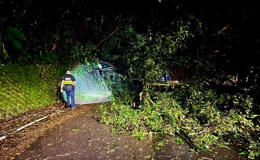 快訊/北市文化大學後山路樹倒塌 車輛無法通行封路排除中