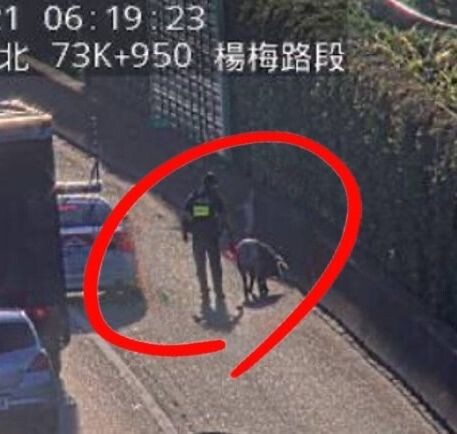 快訊/國道追豬影片曝！國1北向72.9K楊梅段「載豬車追撞」員警忙「追捕」