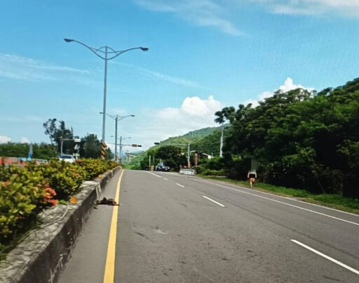 屏東公路潑猴誤入車道！當場遭活活撞死 血流一地