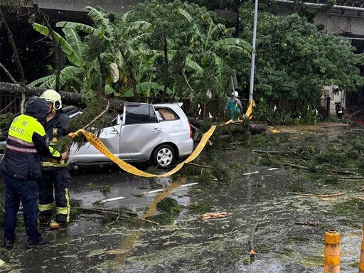 休旅車行駛中慘遭壓爆！土城午後大雷雨路樹倒塌 車內2傷者送醫無礙