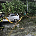 休旅車行駛中慘遭壓爆！土城午後大雷雨路樹倒塌 車內2傷者送醫無礙