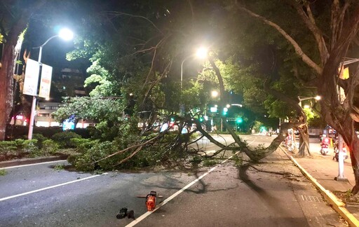 快訊/北市敦化、八德路口巨樹倒塌 3米高樹幹佔2車道幸無人傷