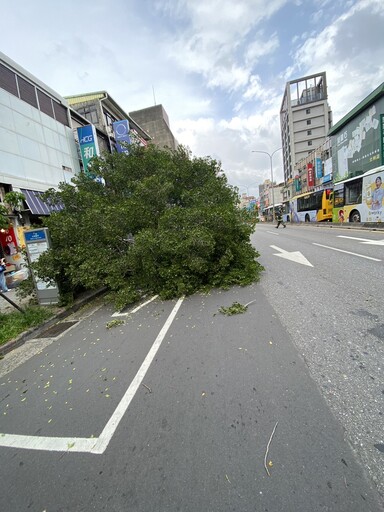 影/驚悚瞬間曝！颱風天士林6米高路樹突「連根拔起」 壓傷60歲婦