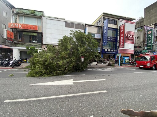 影/驚悚瞬間曝！颱風天士林6米高路樹突「連根拔起」 壓傷60歲婦