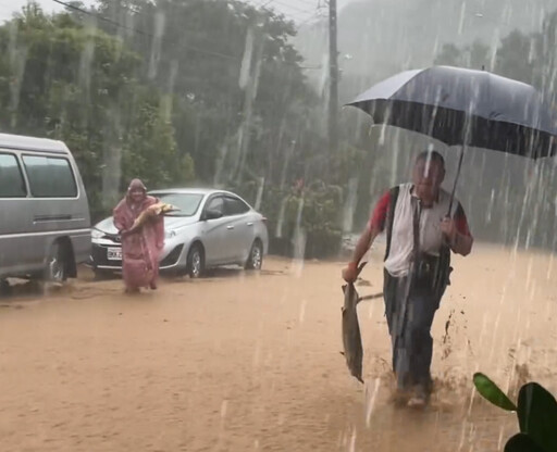 豪雨沖破魚塭！鱘龍魚萬里路上漂流隨人撿 業者心碎：損失破500萬