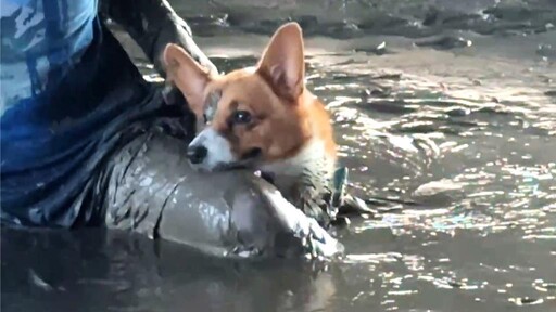 尷尬！台東民眾颱風後遛狗誤陷泥沼 愛犬一臉茫然待救援