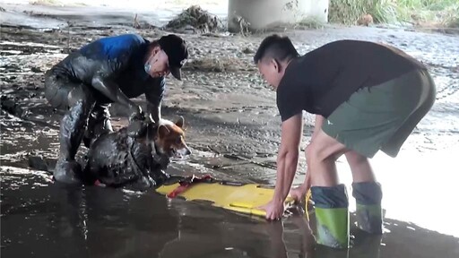 尷尬！台東民眾颱風後遛狗誤陷泥沼 愛犬一臉茫然待救援