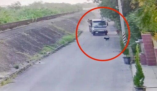 太殘忍！惡質砂石車故意衝撞 小黑狗遭輾過肚破腸流慘死