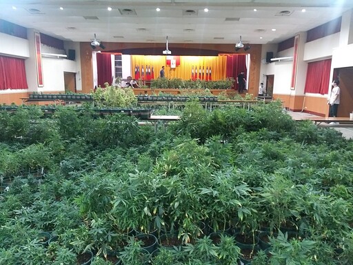 影/台灣最巨大麻植株案！新竹市警搗千坪「無塵室農場」成品價值達20億