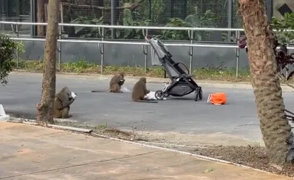 太狂妄！壽山動物園猴群洗劫嬰兒車搶奶喝 囂張惡行曝光