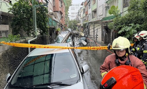 現場慘況曝！新店巨樹倒塌扯斷3電線桿 2轎車遭波及壓毀