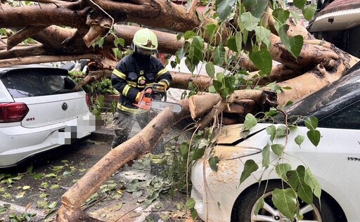 康芮颱風強襲北市超過2千處路樹倒塌 警義消出動2300人次搶救復原