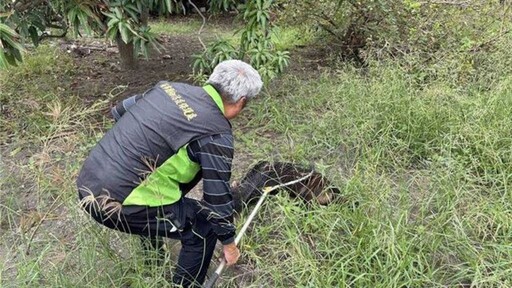 黃偉哲被開吉了！台南流浪犬咬死馬匹 愛媽崩潰哭喊全都告