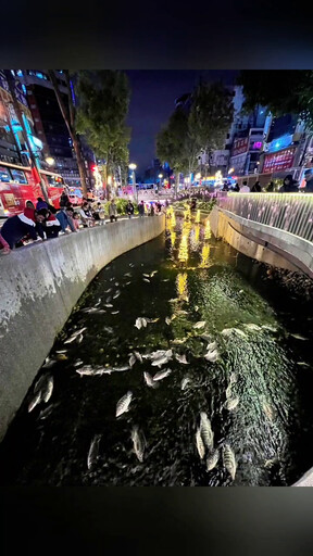 平安夜大量魚死亡悲劇！台中綠川、柳川「浮屍一片」嚇壞遊客