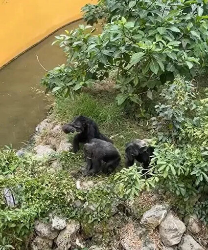 影/壽山動物園獼猴誤闖地盤遭黑猩猩「圍毆打死」！目擊遊客慘叫