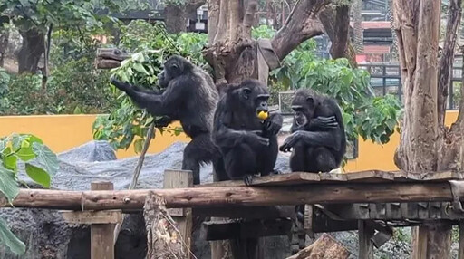 影/壽山動物園獼猴誤闖地盤遭黑猩猩「圍毆打死」！目擊遊客慘叫