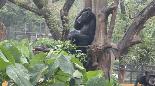 影/壽山動物園獼猴誤闖地盤遭黑猩猩「圍毆打死」！目擊遊客慘叫