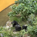 影/壽山動物園獼猴誤闖地盤遭黑猩猩「圍毆打死」！目擊遊客慘叫