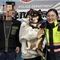 萌犬流浪記！黑柴走失逛大街 警掃晶片助助牠返家