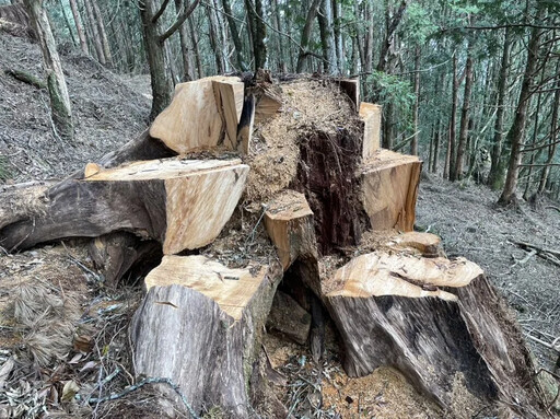 冷氣團裡抓到你！台中保七警忍低溫 林地活逮3隻山老鼠